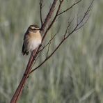 Braunkehlchen