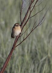 Braunkehlchen