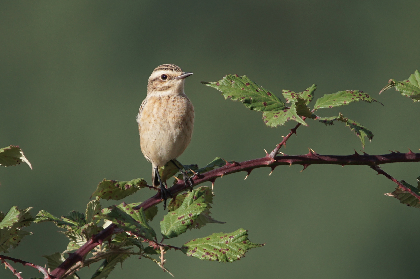 Braunkehlchen              