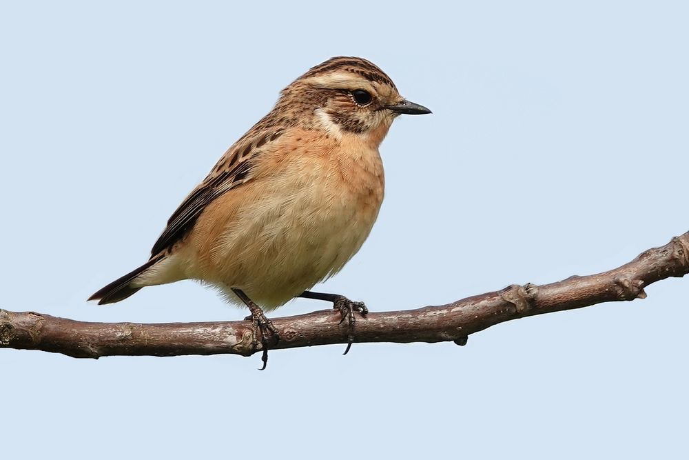 Braunkehlchen