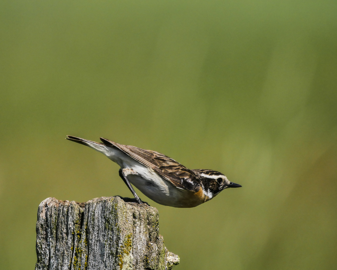 Braunkehlchen 