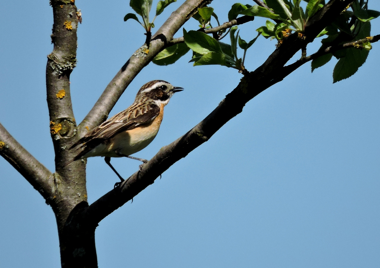 Braunkehlchen