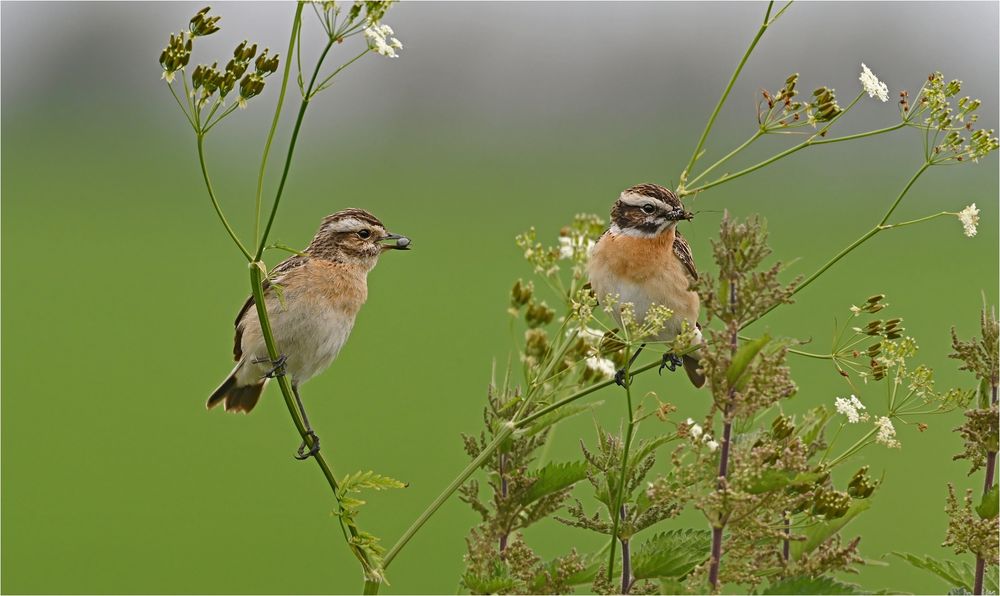 Braunkehlchen