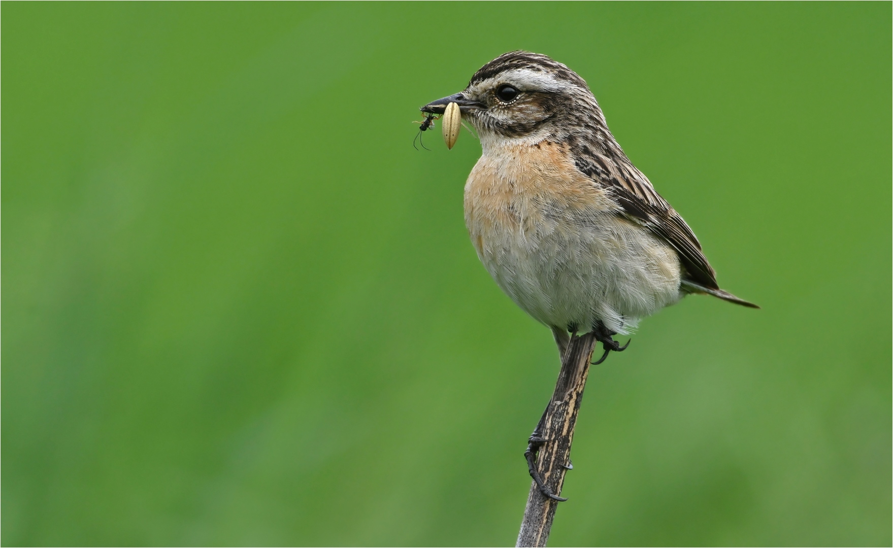 Braunkehlchen 