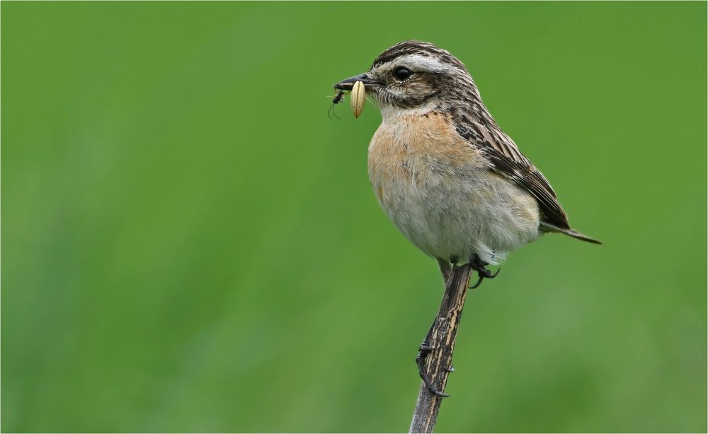 Braunkehlchen 