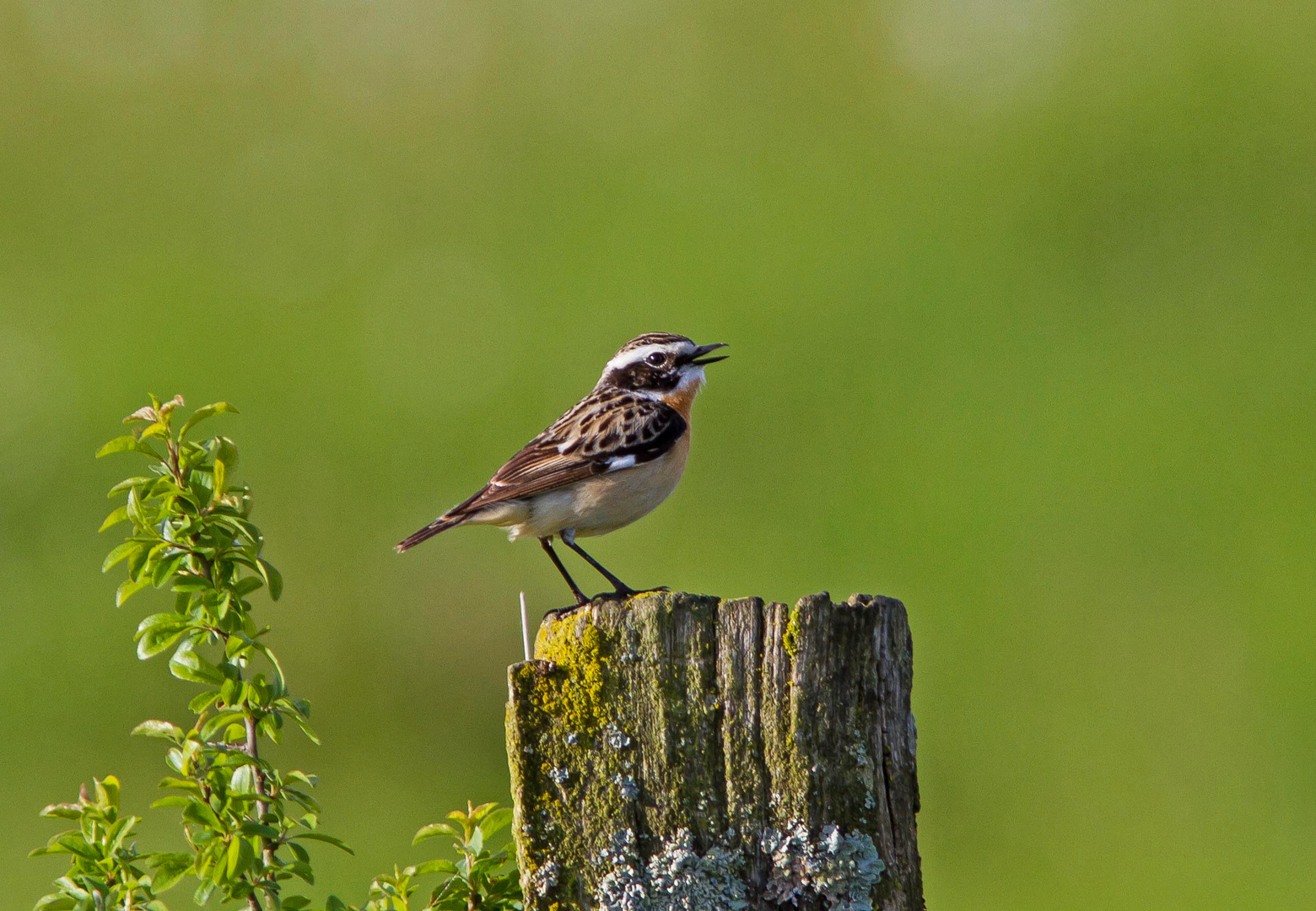 Braunkehlchen