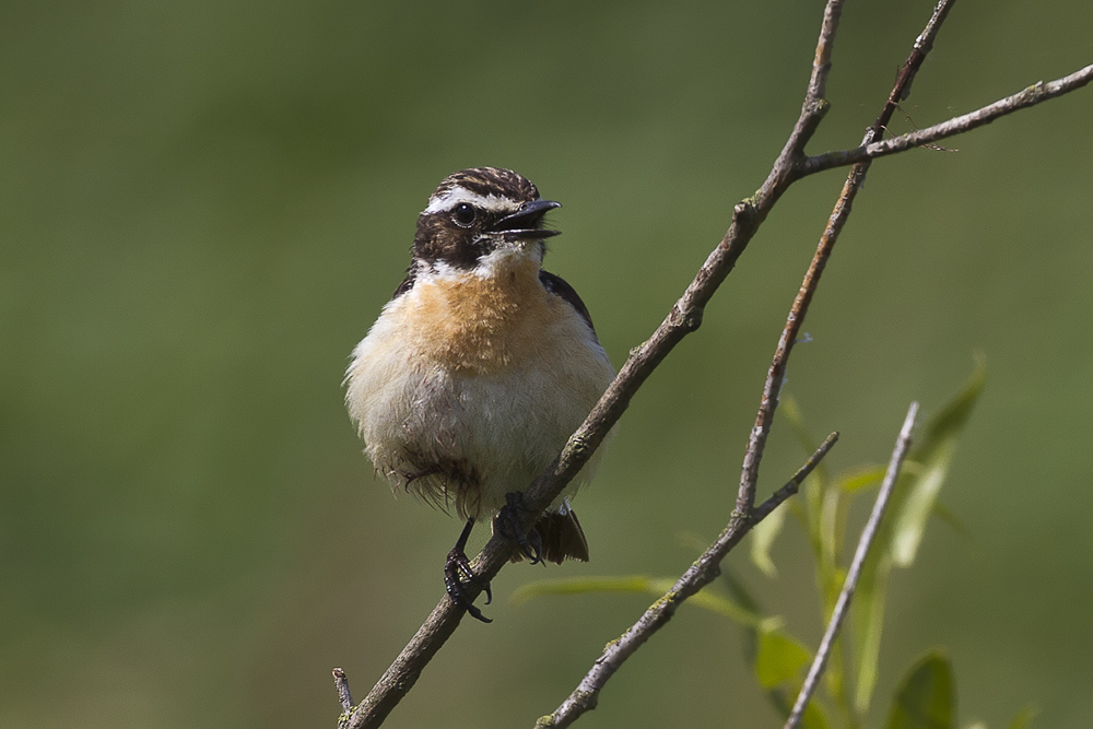 Braunkehlchen