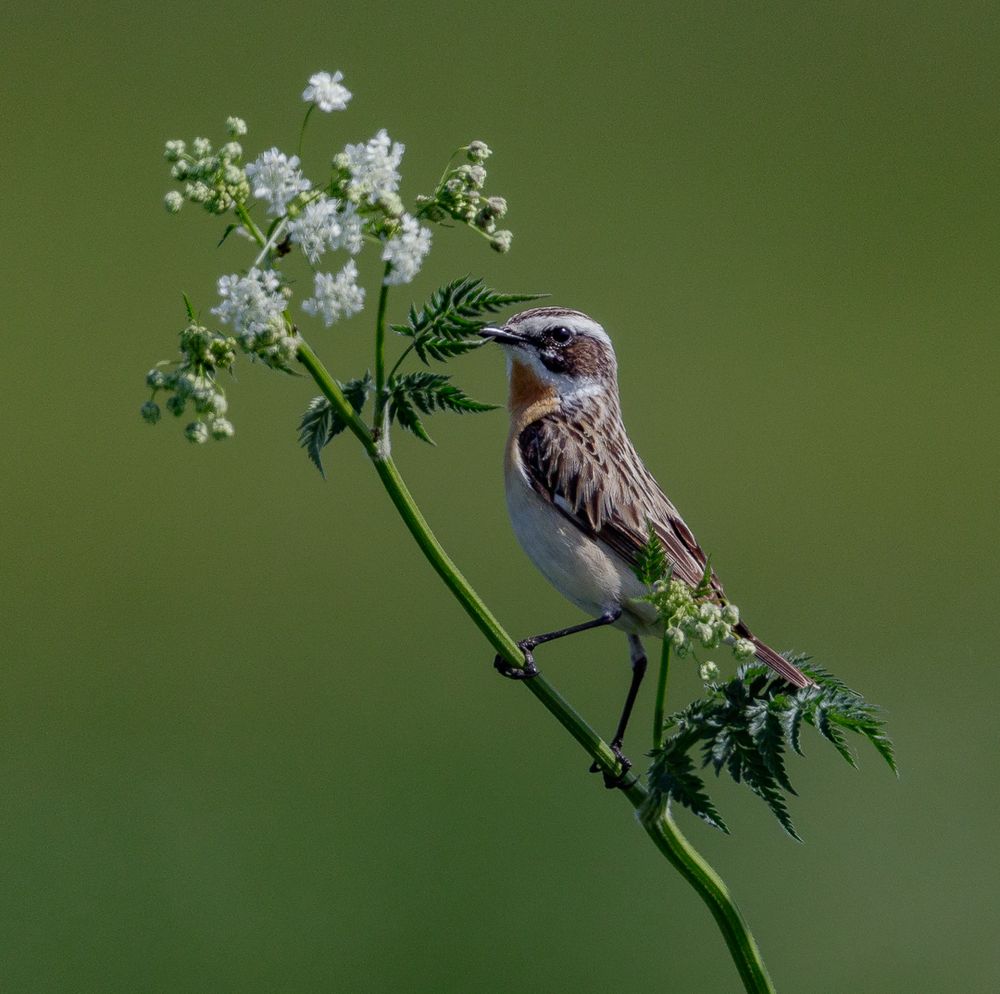 Braunkehlchen