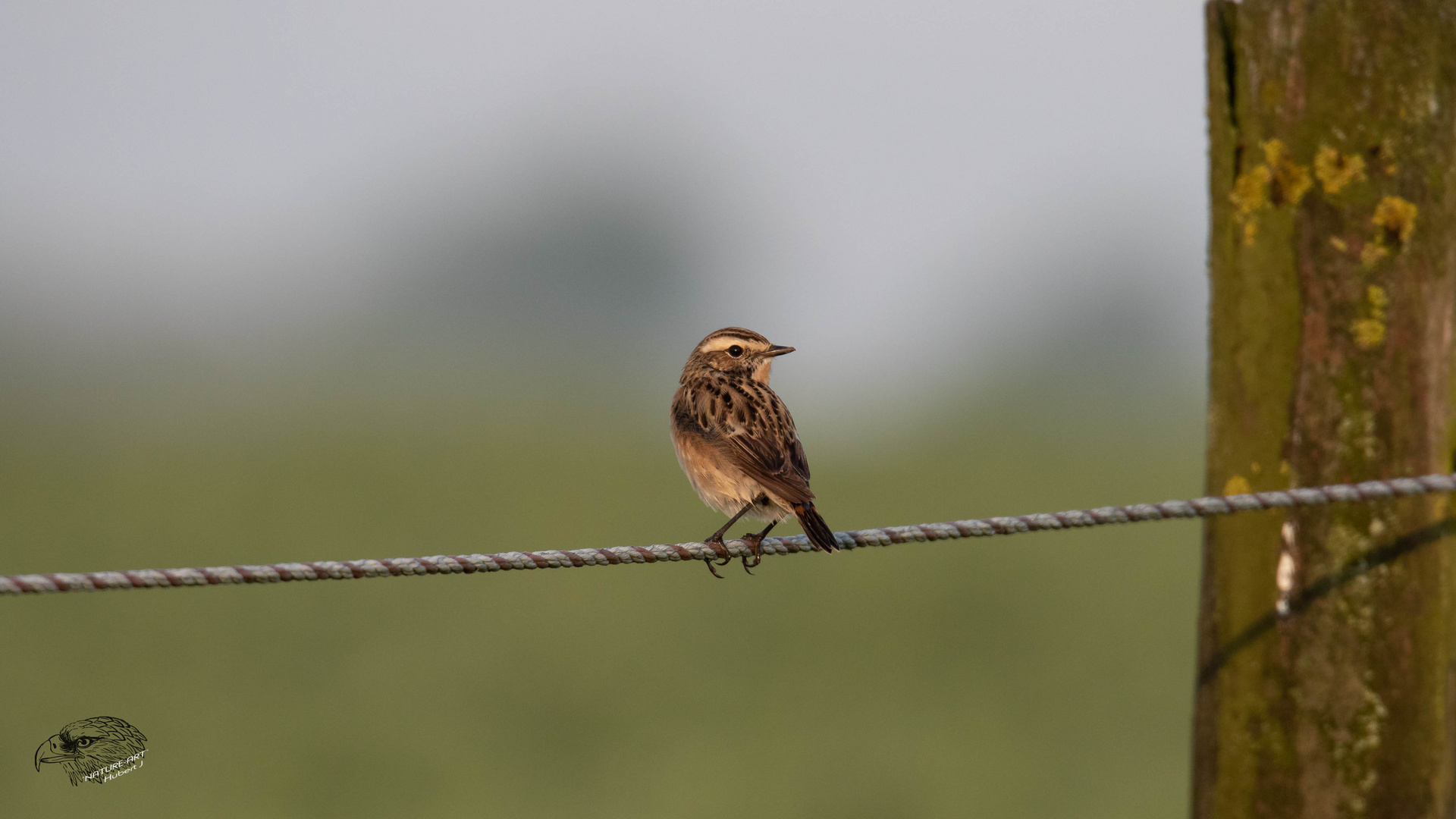 Braunkehlchen