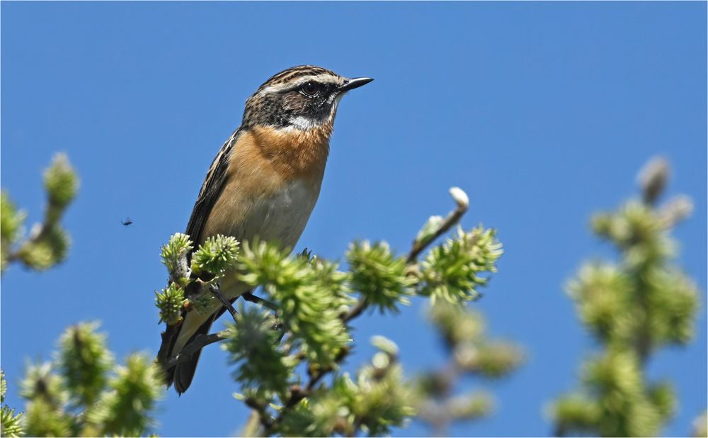 Braunkehlchen 