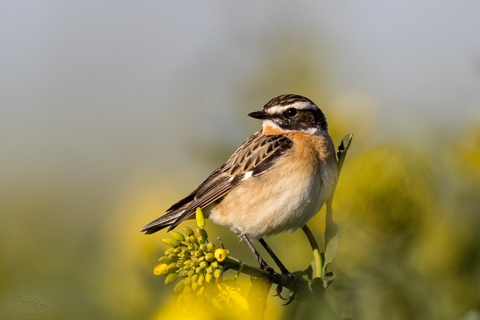 Braunkehlchen