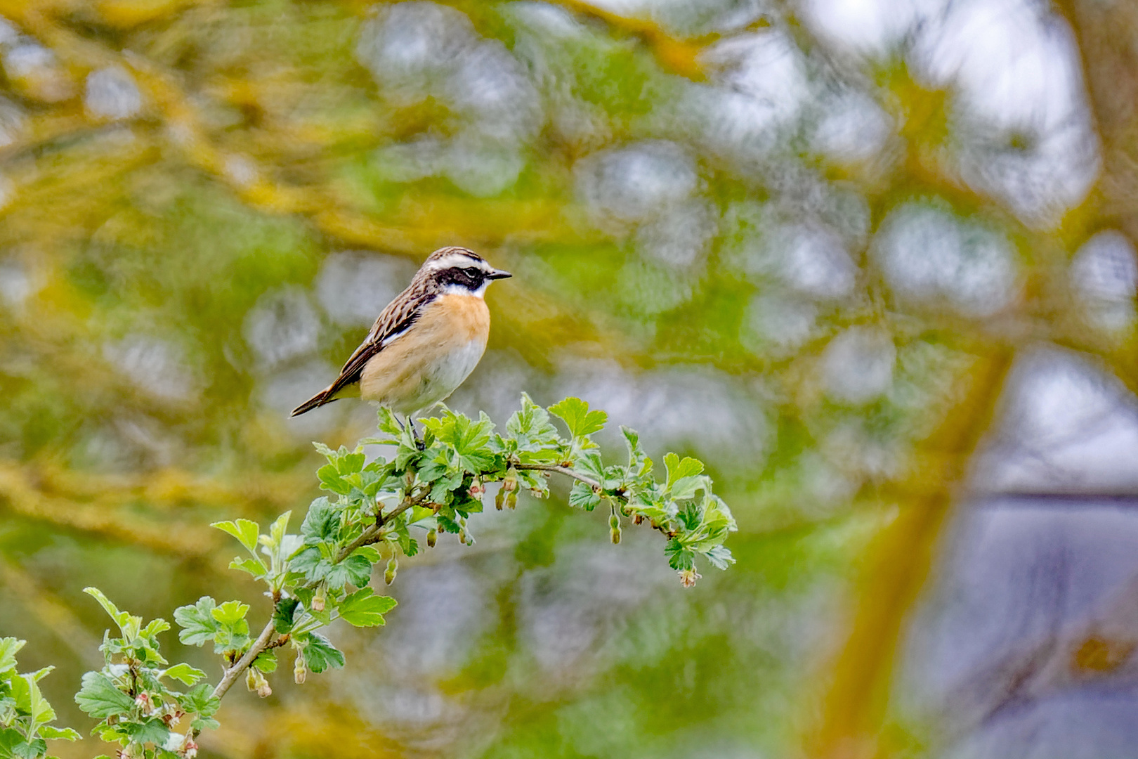 Braunkehlchen