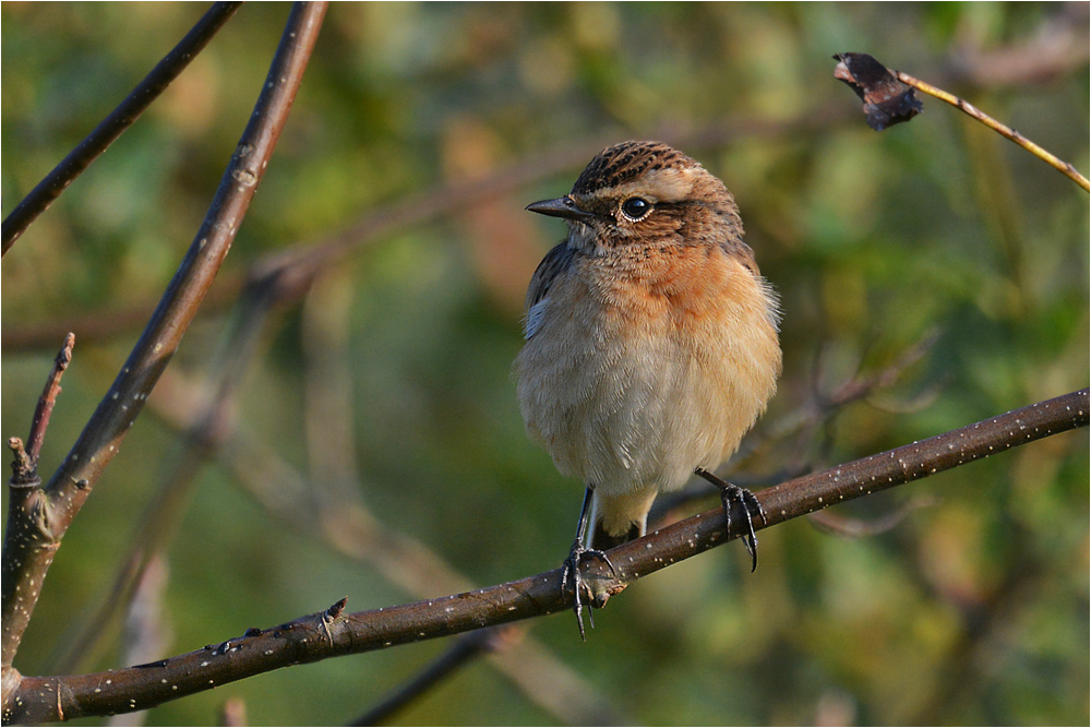 Braunkehlchen