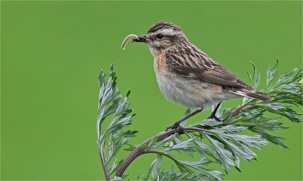 Braunkehlchen 