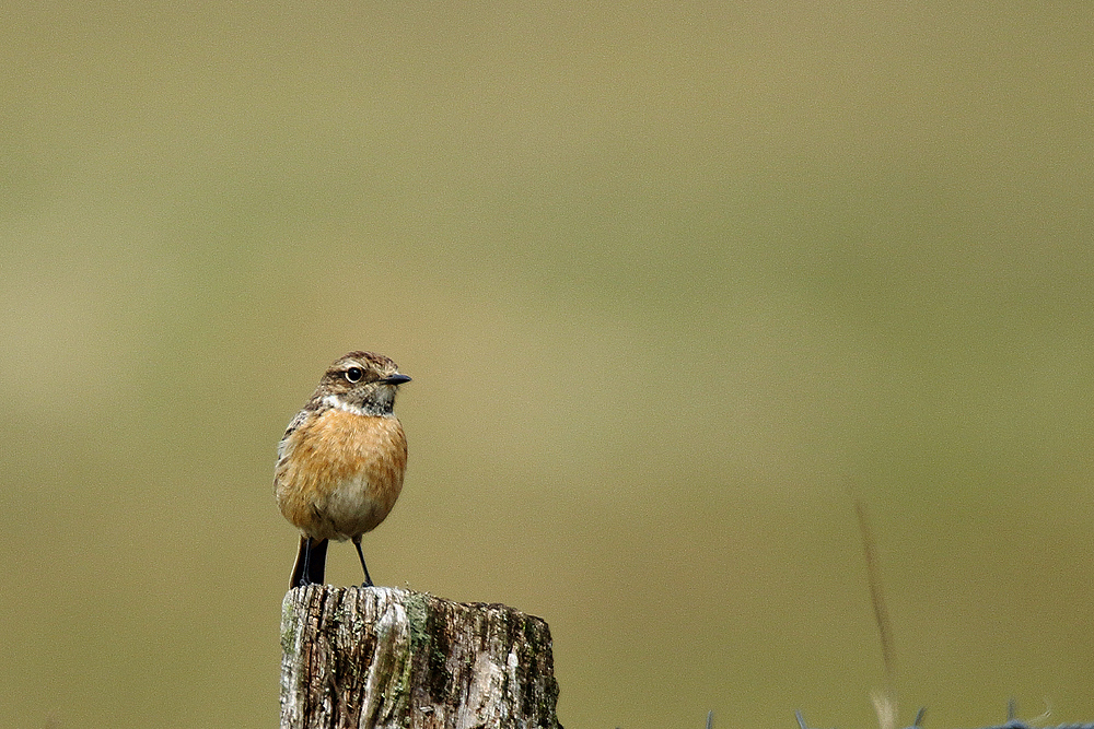 Braunkehlchen