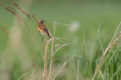 Braunkehlchen #7