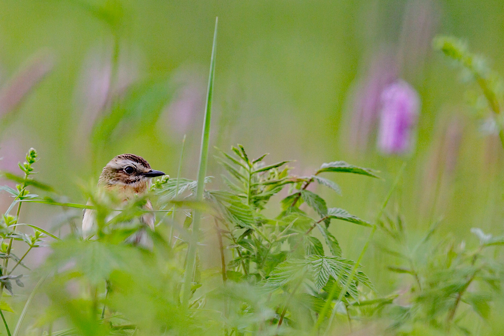 BRAUNKEHLCHEN