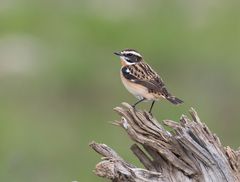 Braunkehlchen