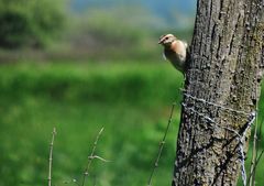 Braunkehlchen