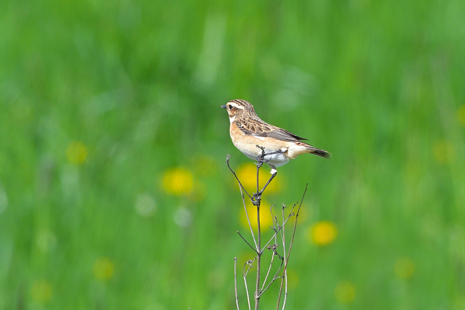 Braunkehlchen 