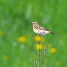 Braunkehlchen 