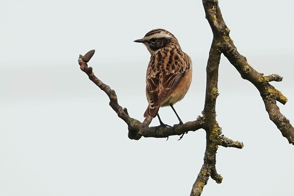 Braunkehlchen