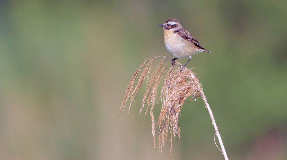 BRAUNKEHLCHEN