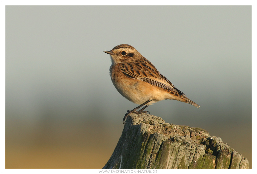 Braunkehlchen