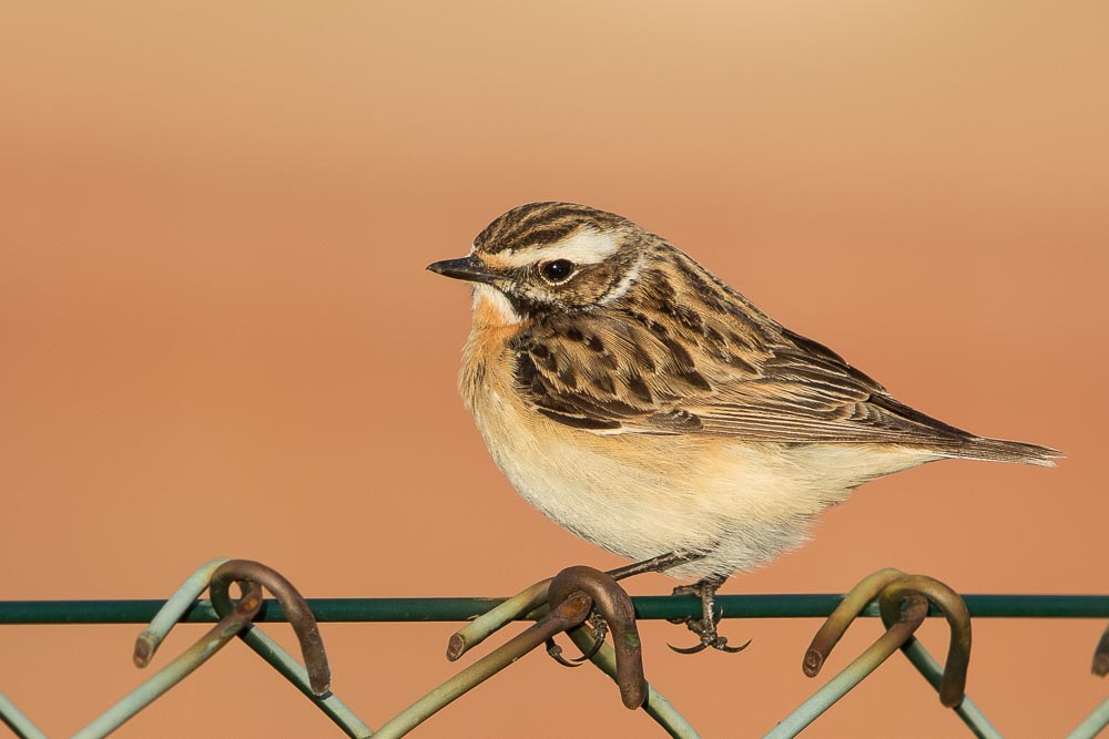 Braunkehlchen