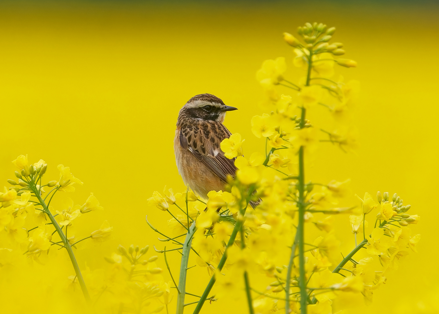 Braunkehlchen