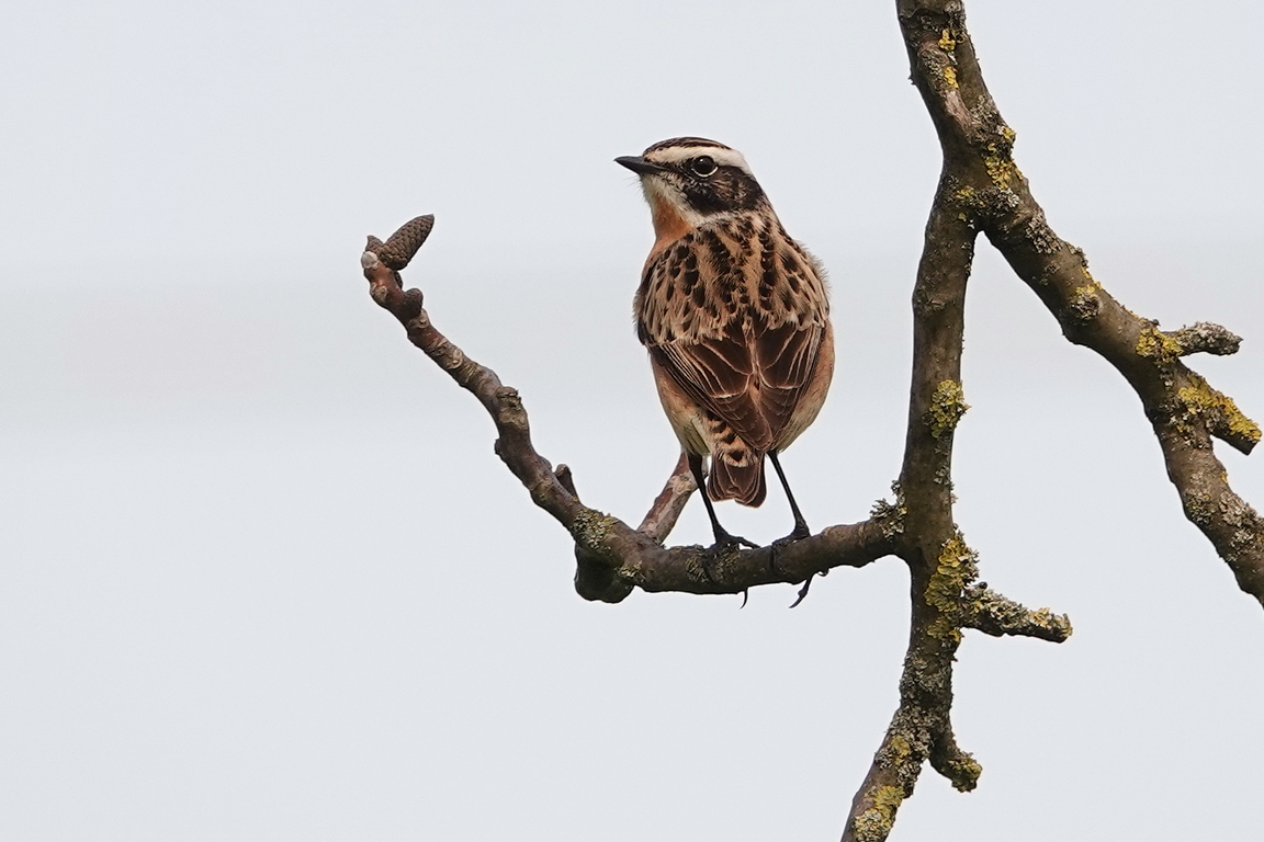 Braunkehlchen