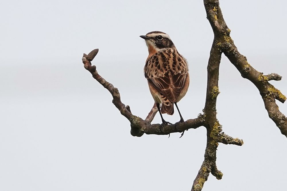 Braunkehlchen