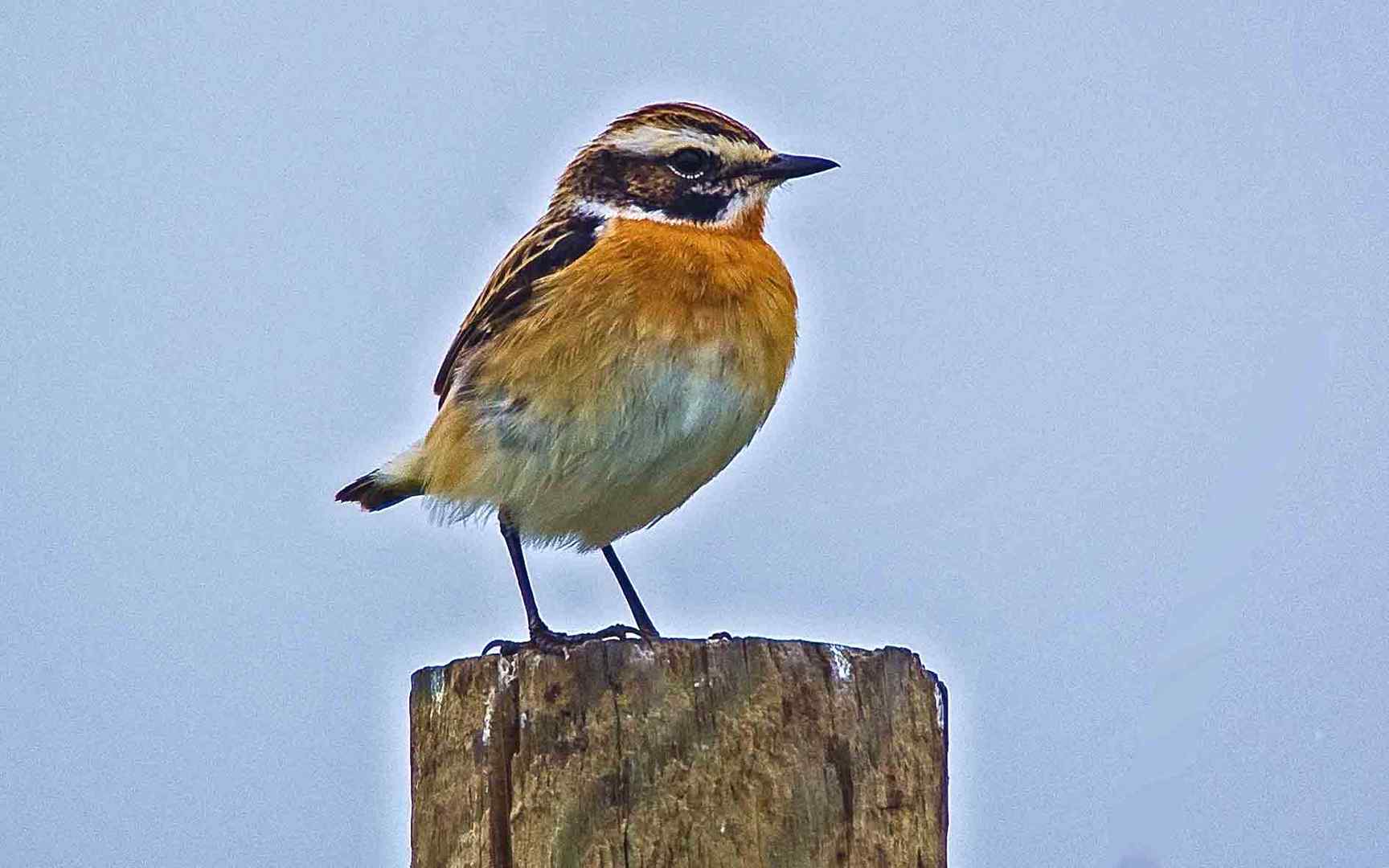 Braunkehlchen