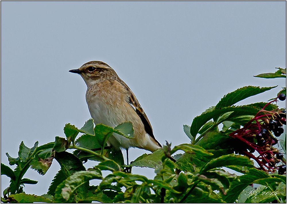 Braunkehlchen