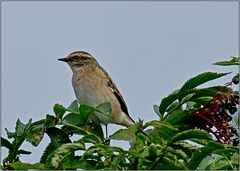 Braunkehlchen