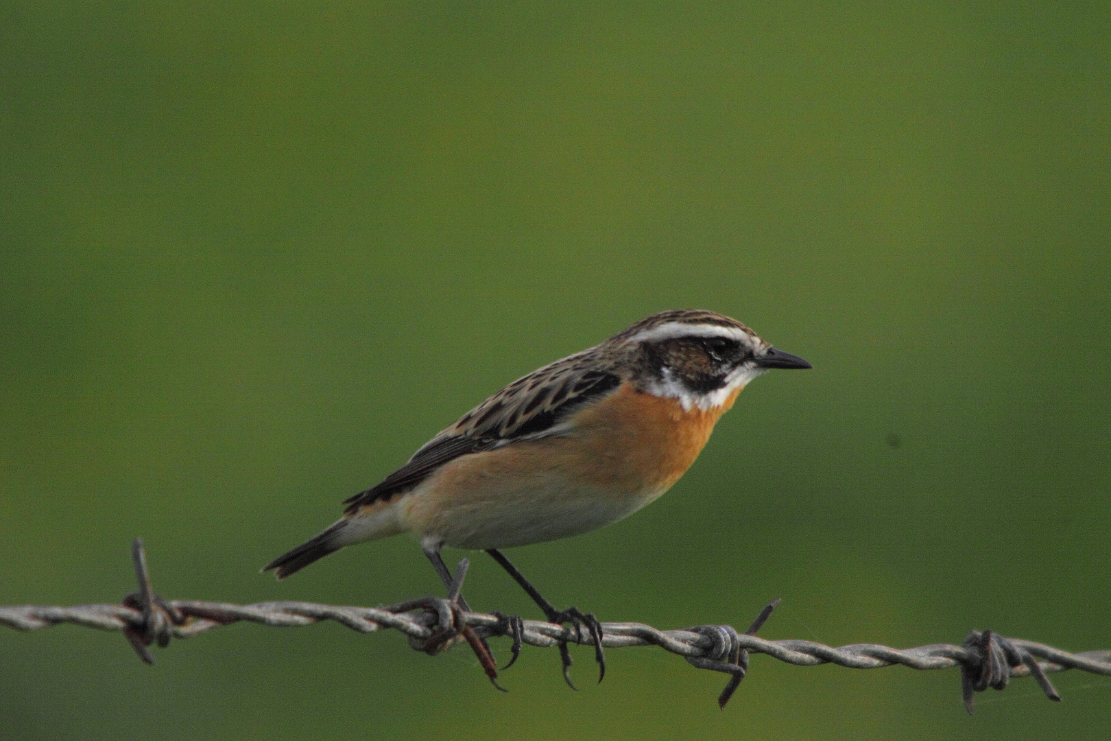 Braunkehlchen