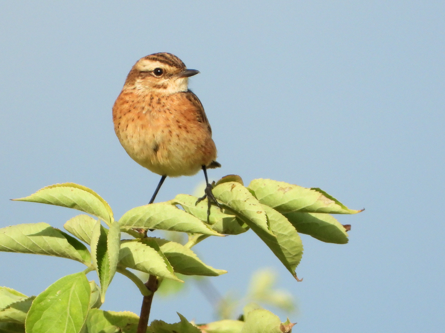 Braunkehlchen