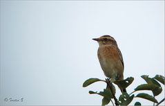 Braunkehlchen