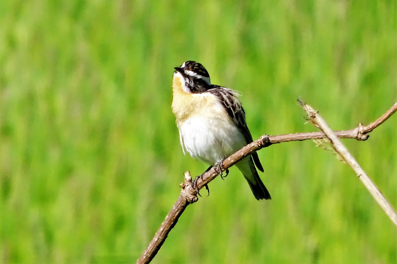 Braunkehlchen