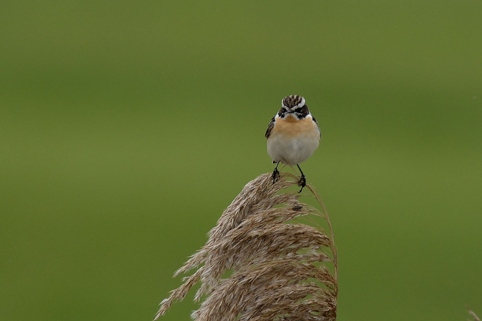 Braunkehlchen