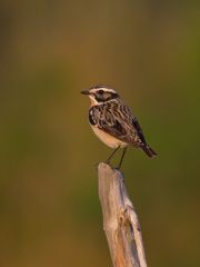 Braunkehlchen am Abend