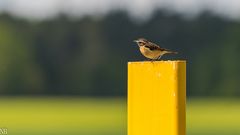 "Braunkehlchen auf Ansitzwarte 2023"