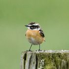 Braunkehlchen auf der Sitzwarte