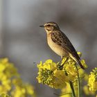 Braunkehlchen  auf Raps und Schlupfwespe im Flug