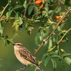 Braunkehlchen    Aufnahme 14.9.2023