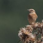 Braunkehlchen   Aufnahme 30.8.2022