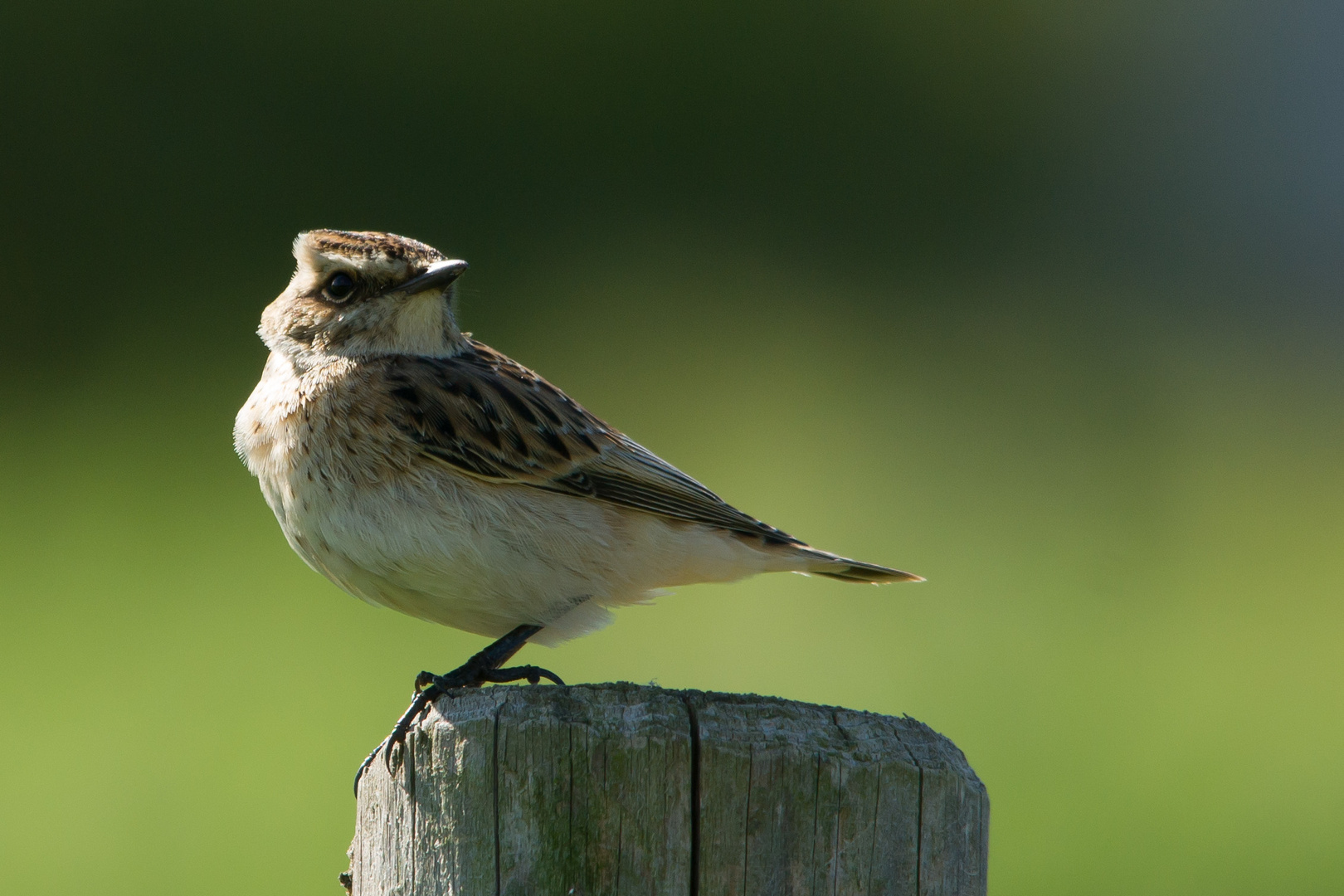 Braunkehlchen Aufnahme vom 10.9.2015