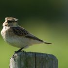 Braunkehlchen Aufnahme vom 10.9.2015