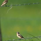 Braunkehlchen  Aufnahme vom 7.5.2018