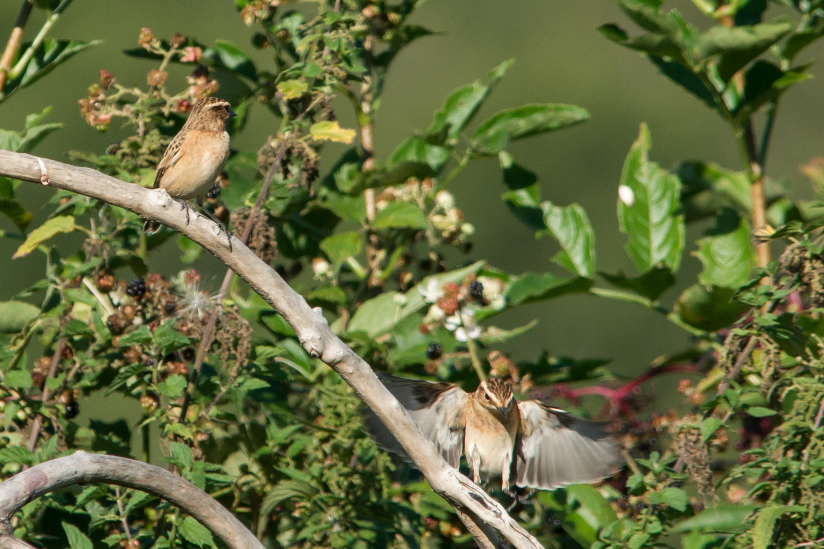 Braunkehlchen  August 2019